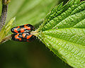 * Nomination Cercopidae sp. --ComputerHotline 11:34, 27 May 2010 (UTC) * Decline Insufficient ID. Lycaon 20:49, 27 May 2010 (UTC)