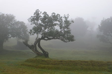 "Madeira_057.JPG" by User:Jimfbleak