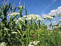 Heracleum sphondylium (Wiesen-Bärenklau)