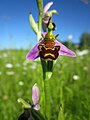 Bienen-Ragwurz (Ophrys apifera)