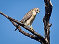 Red-shouldered Hawk