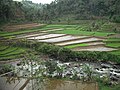 Sawah Tasikmalaya