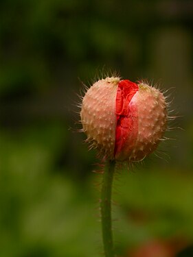 Bud of a poppy flower