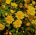 * Nomination Flowers and bud of kerria japonica pleniflora. Parc Floral de Paris.--Jebulon 09:56, 2 May 2010 (UTC) * Promotion Good --Berthold Werner 12:16, 2 May 2010 (UTC)