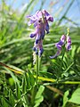 Vicia villosa (Zottige Wicke)