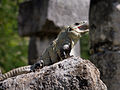 Iguana