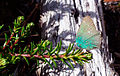 Green hairstreak (Callophrys rubi)