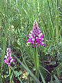 Orchis militaris Thuringia, Germany