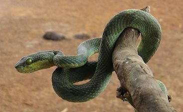 Lateral view