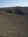 Calanco, tipica area a crescita spontanea della campagna marchigiana. Presso Castelleone di Suasa