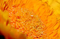 * Nomination Asteraceae sp. flower. --ComputerHotline 20:21, 4 December 2011 (UTC) * Promotion Good quality. --Saffron Blaze 15:47, 10 December 2011 (UTC)