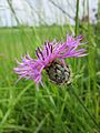 Centaurea scabiosa (Skabiosen-Flockenblume)