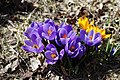 Crocus violet