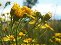 Jakobs-Greiskraut (Jacobaea vulgaris)