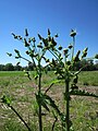 Sonchus asper (Raue Gänsedistel)