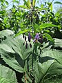 Solanum dulcamara (Bittersüßer Nachtschatten)