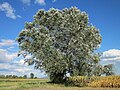 Populus alba (Silber-Pappel)