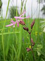 Lychnis flos-cuculi (Kuckucks-Lichtnelke)