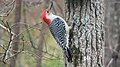 Red-bellied Woodpecker (male)