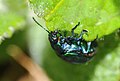 * Nomination Chrysomelidae sp. --ComputerHotline 10:59, 8 May 2010 (UTC) * Decline Insufficient DOF. --Johannes Robalotoff 17:04, 11 May 2010 (UTC)