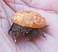 A sponge crab (Moreiradromia antillensis)