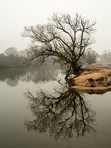 "Regnitz-Baum-1012073.jpg" by User:Ermell