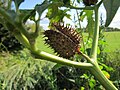 Datura stramonium (Gemeiner Stechapfel)