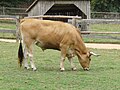 Vache Maraîchine broutant