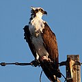 Osprey