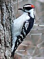 Downy Woodpecker (male)