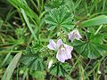 Weg-Malve (Malva neglecta)