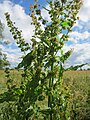 Rumex obtusifolius (Stumpfblättriger Ampfer)