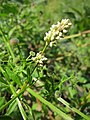 Persicaria lapathifolia (Ampfer-Knöterich)