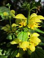 Lamium galeobdolon (Gewöhnliche Goldnessel)