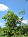 Betula pubescens (Moor-Birke)