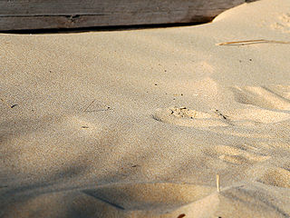 Beach sand