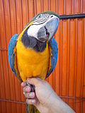 Thumbnail for File:Guacamaya azul.jpg