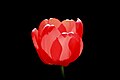 Tulipe rouge