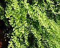 * Nomination Maidenhair fern, Bagni di Lucca, Tuscany, Italy -- Notafly 19:07, 24 July 2016 (UTC) * Promotion Good quality. W.carter 19:15, 24 July 2016 (UTC)