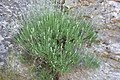 Wild lavender on the rocks of Mont Ventoux