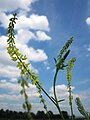 Melilotus officinalis (Gelber Steinklee)