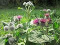 Arctium tomentosum (Filz-Klette)