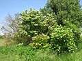 Cornus sanguinea (Roter Hartriegel)