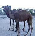 Dromedary