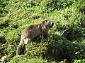 Une Marmotte des Alpes (Marmota marmota).