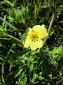 Potentilla recta (Hohes Fingerkraut)