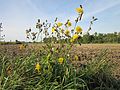 Sonchus arvensis (Acker-Gänsedistel)