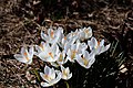 Crocus blanc