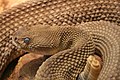 Crotalus basiliscus-Before Ecdysis