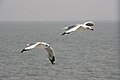 Pair in winter plumage, Mumbai, India